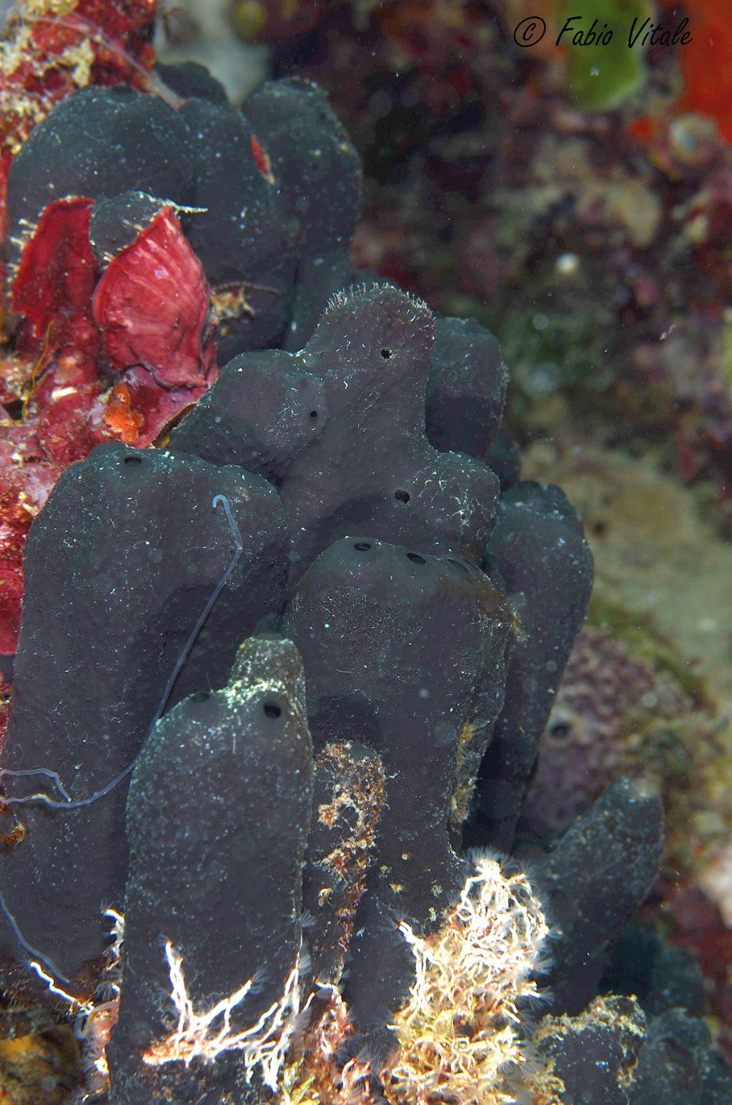 Poriferi in grotta